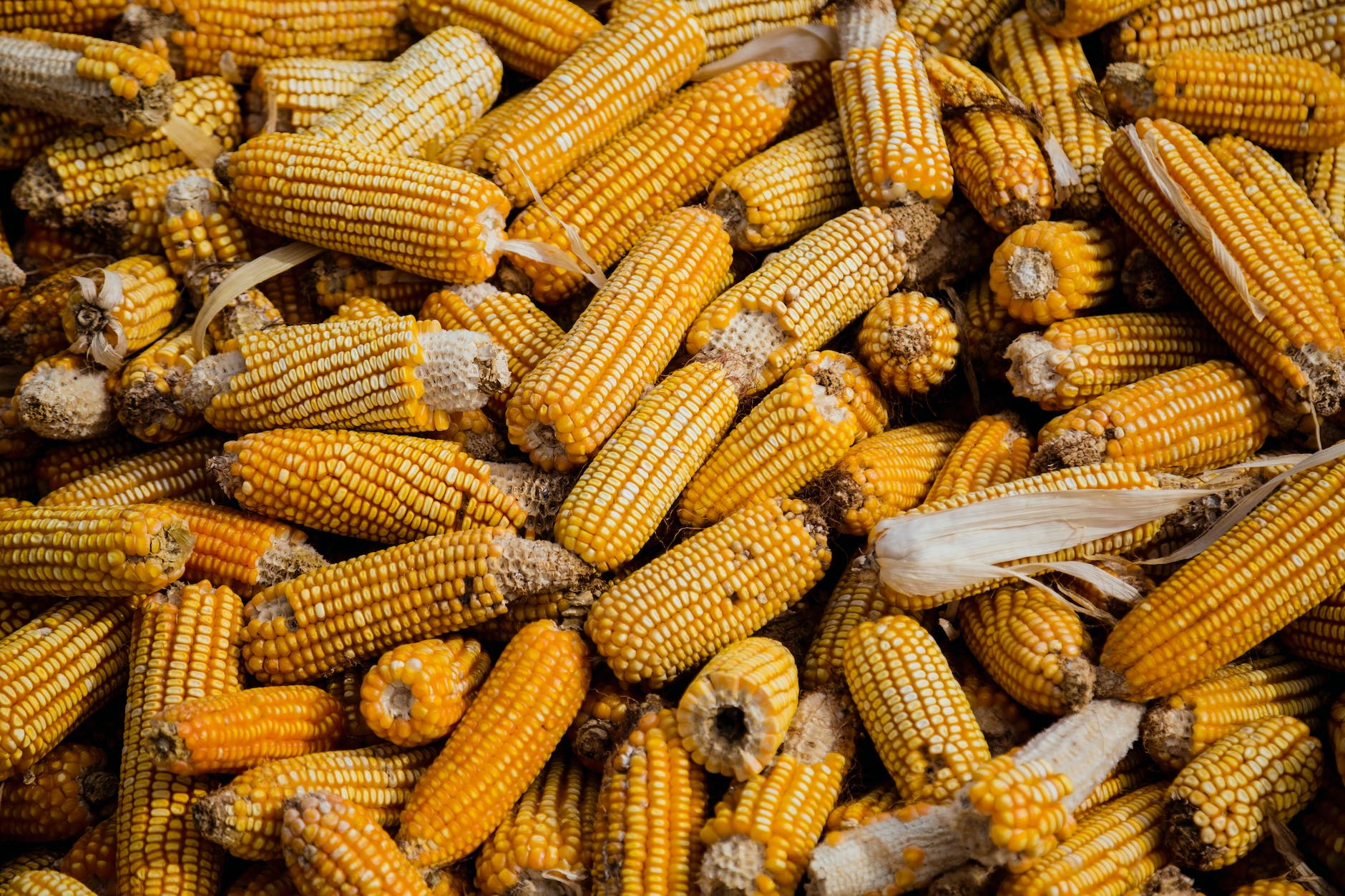 bunch of corn cob