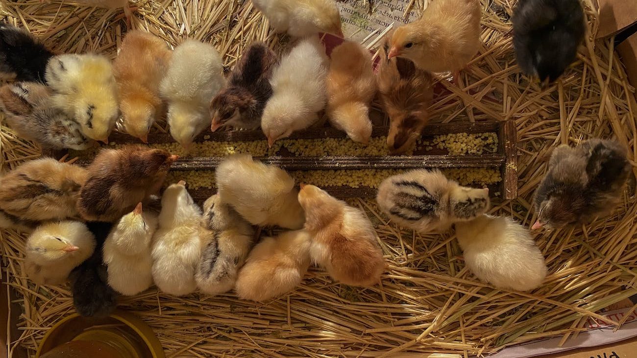 yellow and brown chicks eating feeds