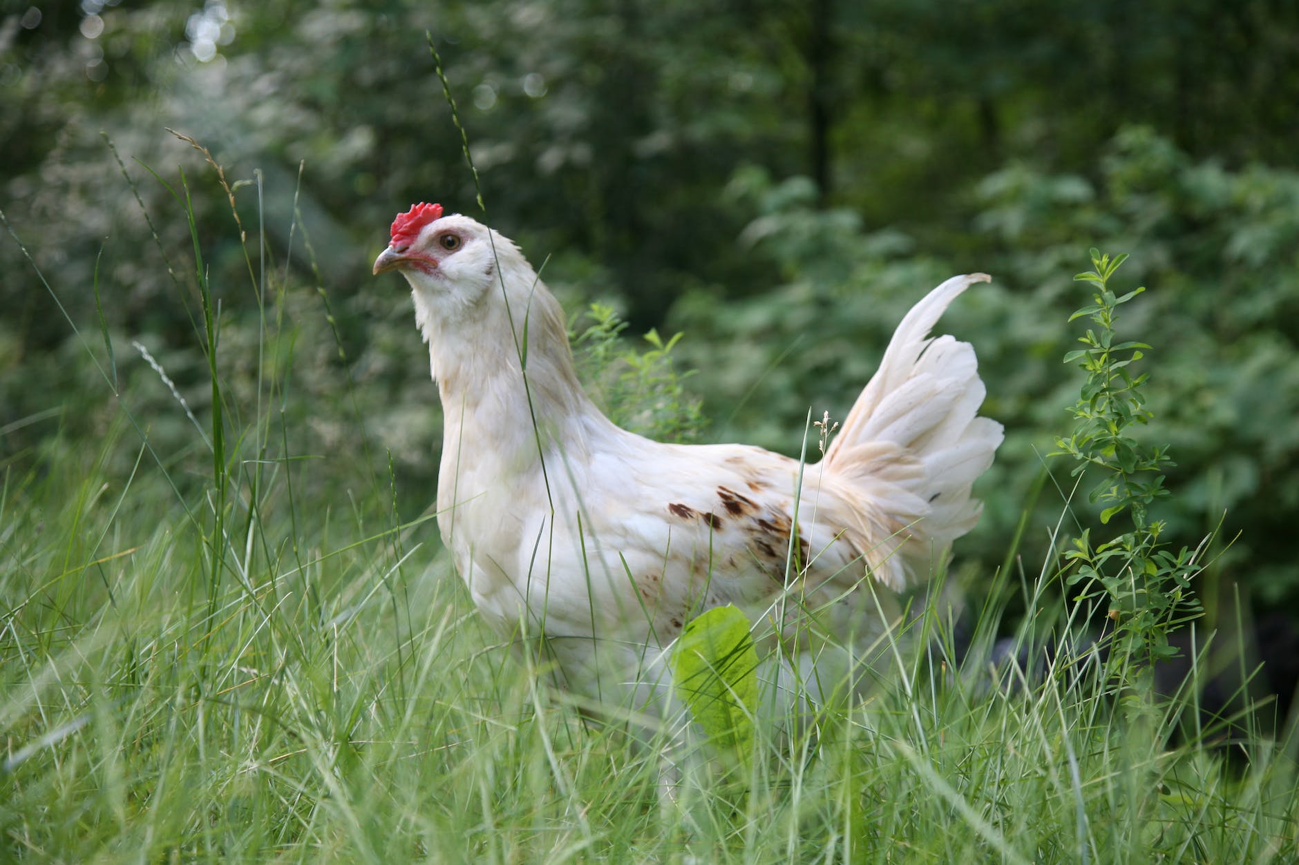 white chicken on green grass field